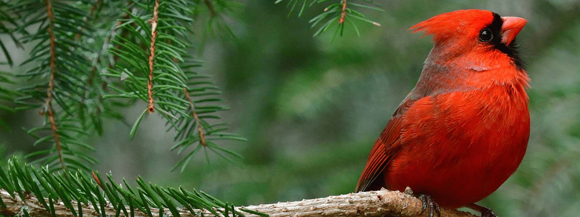 cardinal standing on tree branch