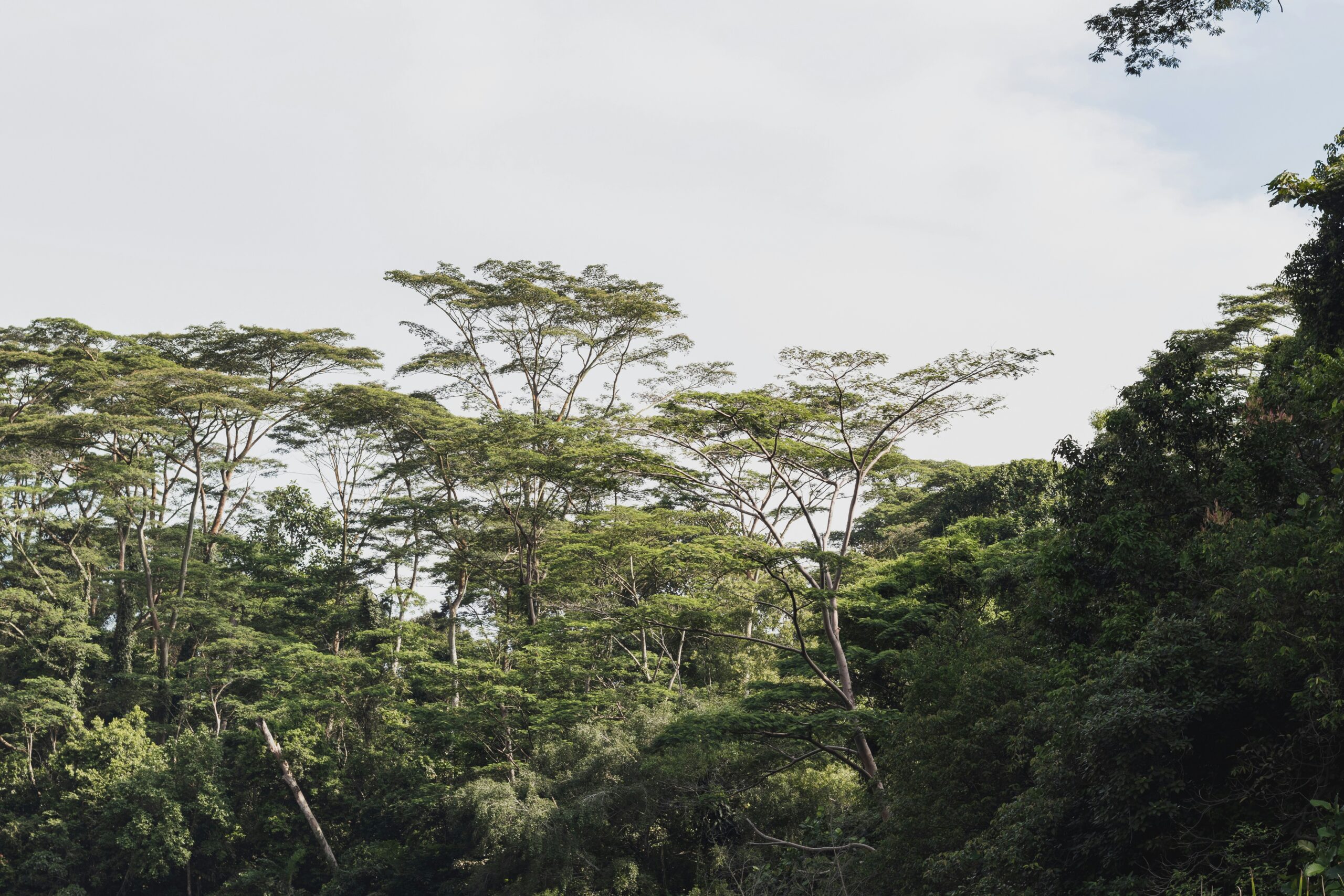 Featured image for “Pachama”