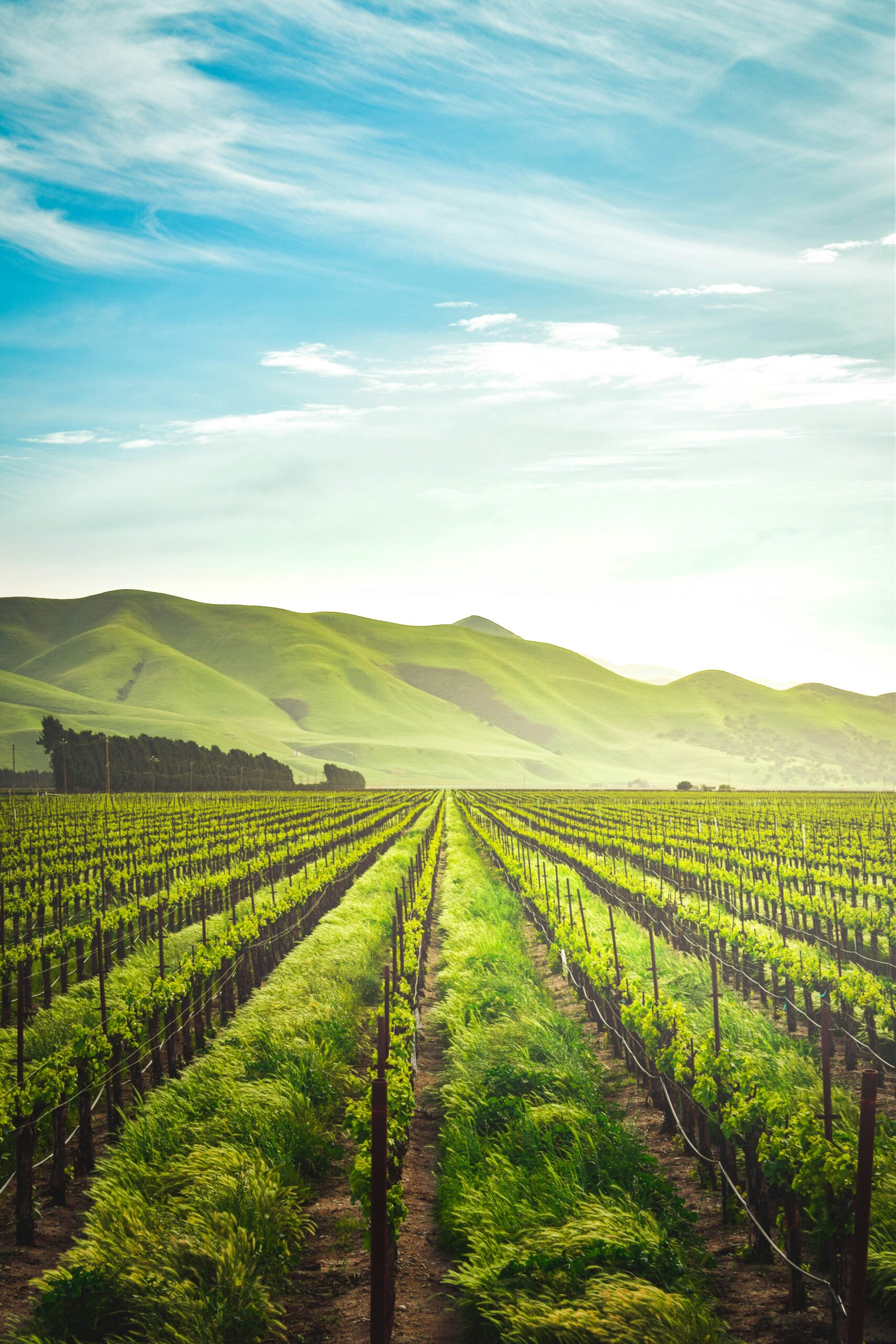 Featured image for “WEBINAR: Transforming Land Management with Satellite-Based Change Detection”